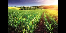 Grünes Feld im Sonnenschein