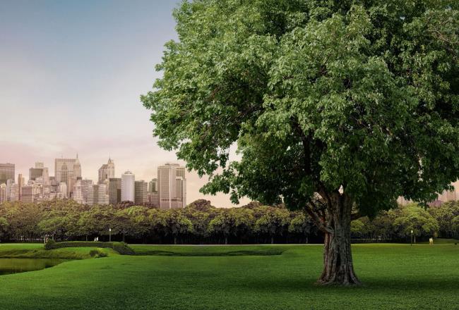 Park landscape in front of a skyline
