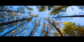 Kreislaufwirtschaft Wald