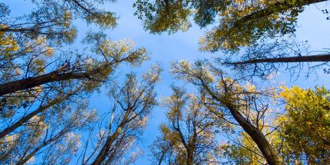 Circular economy forest