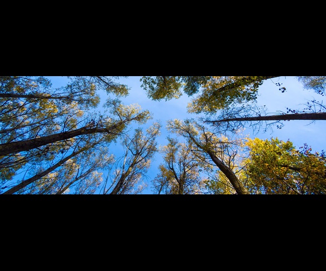 Circular economy forest