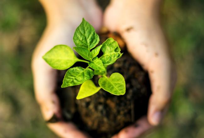 Seedling growing out of a pile of earth held by two hands